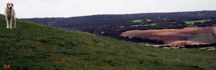 Ovejas en parque arqueológico