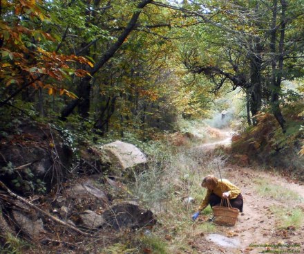recogiendo castañas