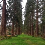 ents_benmore_scotland